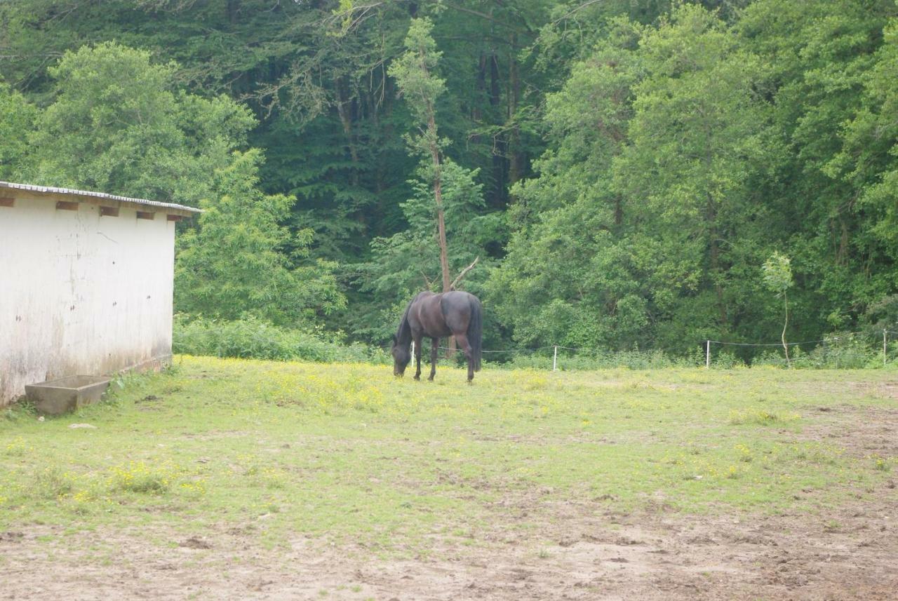 Les Ecuries Du Seque Bed and Breakfast Saint-Martin-de-Seignanx Buitenkant foto